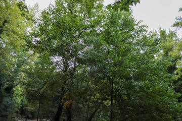 trees in the forest