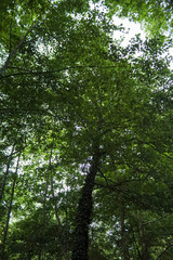 Fototapeta premium trees in the forest