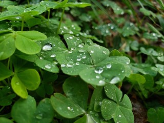 rain drops on a leaf