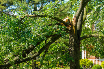 Large green leafed tree with a cracked splintered limb hanging down