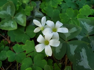 white frangipani flower