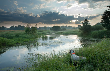 English setter. Hunting dog. Pointing dog. Hunting. Summer landscape. The hunting dog costs at the lake on hunting early in the morning. 