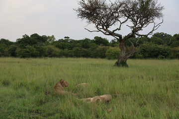 Lions Relaxing Beneath Tree in Kenya, Africa