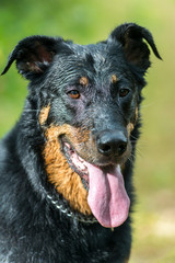 Chien qui a la langue pendante 