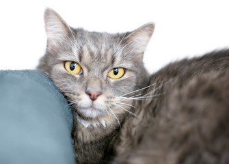 A gray tabby shorthair cat resting its head on a pillow
