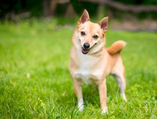A Shiba Inu x Chihuahua mixed breed dog listening with a head ti