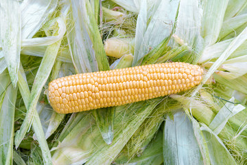 Fresh corn cob  from organic farm 