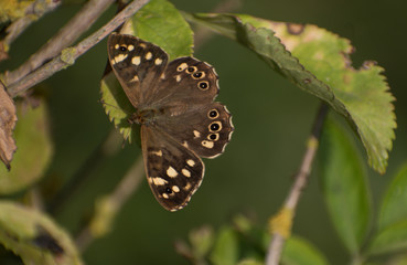 Speckled Wood Butterfly on a leaf with a green background