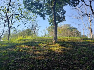 Fototapeta premium trees in the field