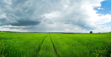 
green field panorama