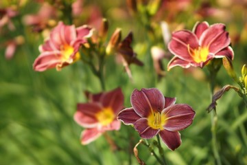 Obraz premium July in the garden, daylily flowers in full bloom, bokeh