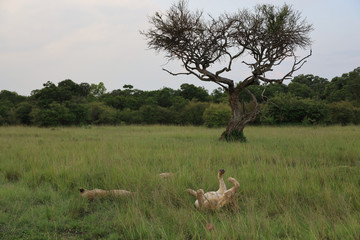 Lions Relaxing Beneath Tree in Kenya, Africa