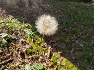 dandelion seed head