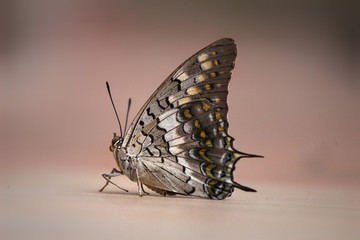 butterfly in my house