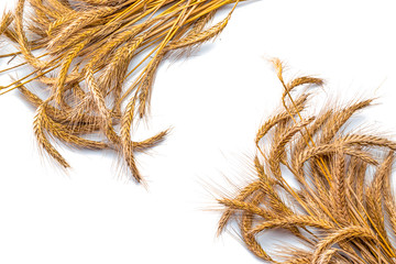 Grains wheat oats. Whole, barley, harvest wheat sprouts. Wheat grain ear or rye spike plant...