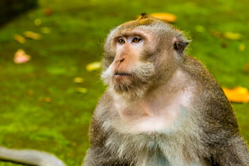 An adult long-tailed monkey watches his troop playing in the monkey forest near Ubud, Bali, Asia