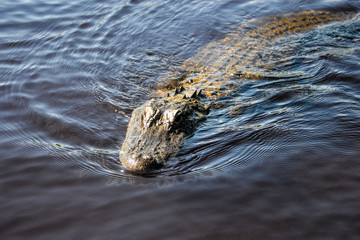 Florida Alligator swimming towards the camera