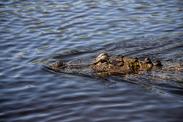 Florida Alligator head close up