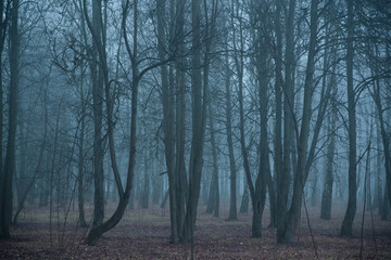 Blue fog in the gloomy forest. And no people, the park was empty.