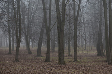 Fototapeta na wymiar Blue fog in the gloomy forest. And no people, the park was empty.
