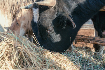 Rural horses, one pony and a bull eat hay behind a fence