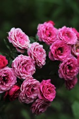 pink roses in the garden