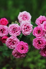 pink roses in the garden