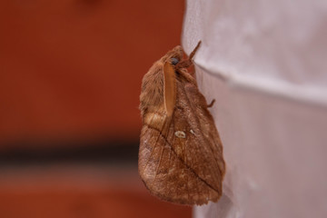 large moth on a brick background.