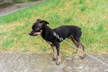 Little tame Toy Terrier. Obedient, handsome, thoroughbred. A trained dog walks outside on green grass and teaches commands. Cute and small tame puppy with a metal leash. Prize winner and champion