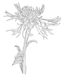 One Cornflower flower Sketch Floral Botany Black and white silhouettes hand drawing. Line style Vector illustration