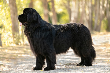Black Newfoundland Dog standing