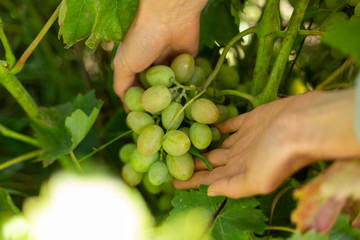 Farmer's hand hold grapes. Winegrower.
