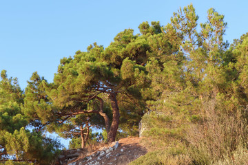 Obraz na płótnie Canvas pine trees in the mountains