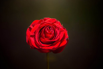 romantic red rose with black background