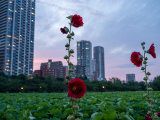 shanghai skyline with red flowers