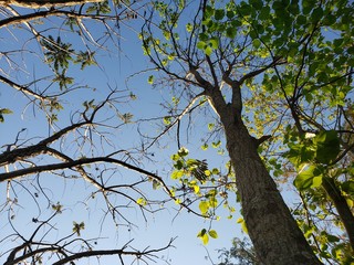 tree