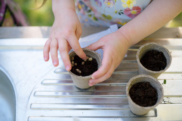 Girl's hands planting seeds in small pots on table at garden