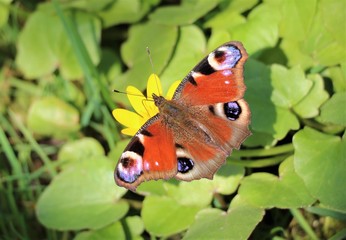 red admiral butterfly