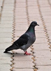 pigeon in the park