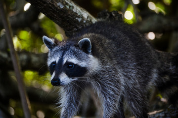 raccoon on a branch