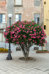 Oleanders in a small park of Cagliari, Italy
