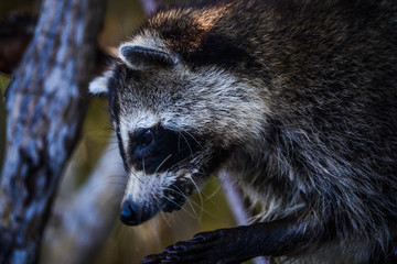 Raccoon