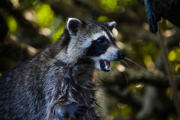 raccoon on a tree