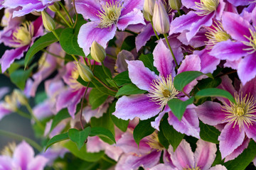 Beautiful lilac clematis flowers blossomed on the bush against the wall.
