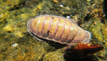 Beautiful chiton (Tonicia chilensis) in Tortugas bay, central coast, Peru
