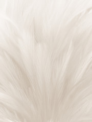 Obraz premium Beautiful abstract gray and white feathers on white background, soft brown feather texture on white pattern background, yellow feather background