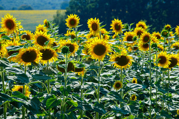field of sunflowers