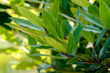 Bright green branch of fresh laurel leaves.