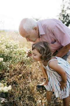Grandfather With Granddaughter Smelling Flowers In Field