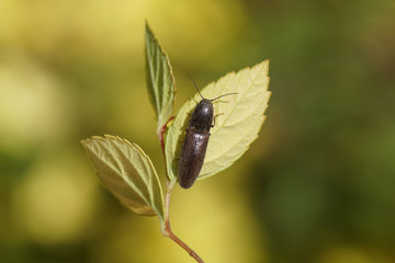 Click beetle (Elateridae) on a leaf. Probably Athous haemorrhoidalis. Spring in a Dutch garden. June 